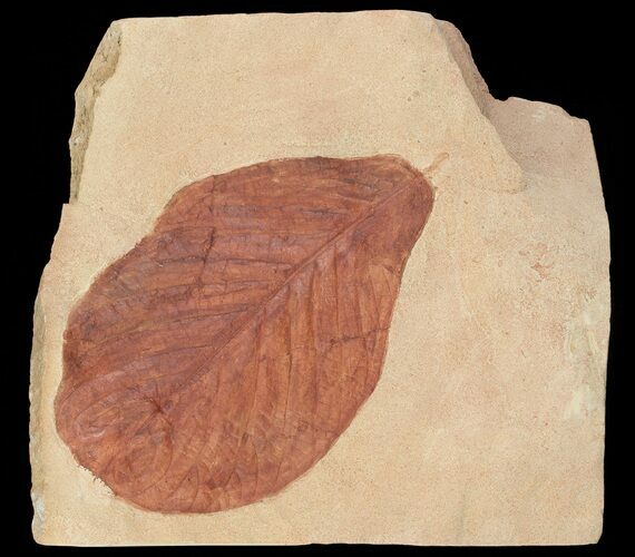 Red Fossil Leaf (Hickory) - Montana #68274